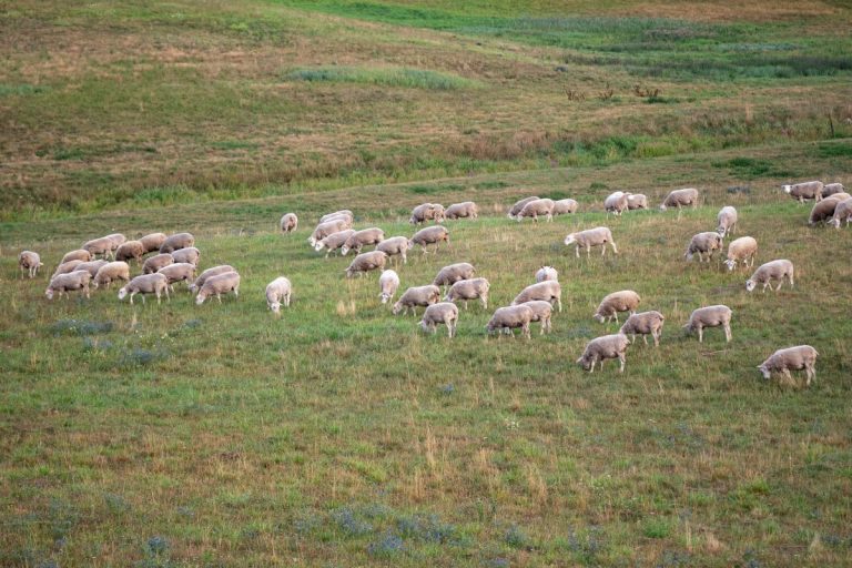 Lofotlam white sheep eating grass field by forest